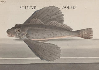 Ren de Rabi - Natural history of Saint Domingue Pl076.webp