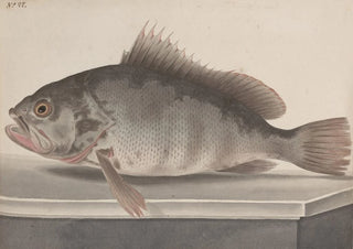 Ren de Rabi - Natural history of Saint Domingue Pl085.webp