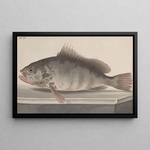Naturgeschichte von Saint-Domingue Pl085 - René de Rabi — gerahmtes Bild an der Wand