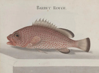 Ren de Rabi - Natural history of Saint Domingue Pl086.webp