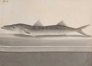 Ren de Rabi - Natural history of Saint Domingue Pl089.webp