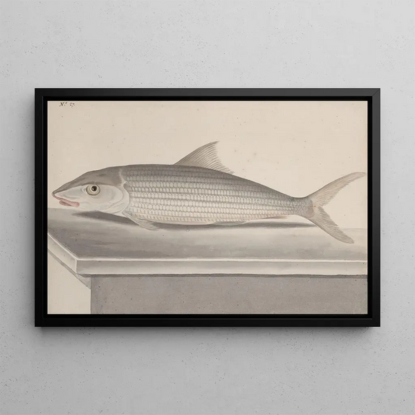 Naturgeschichte von Saint-Domingue Pl092 - René de Rabi — gerahmtes Bild an der Wand