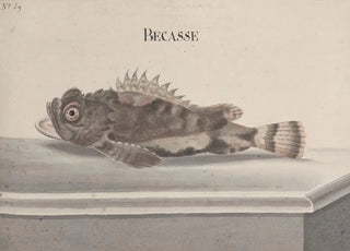 Ren de Rabi - Natural history of Saint Domingue Pl094.webp