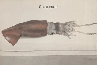 Ren de Rabi - Natural history of Saint Domingue Pl099.webp