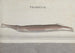 Naturgeschichte von Saint-Domingue Pl101 - René de Rabi — Ansicht des Kunstwerks