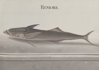 Ren de Rabi - Natural history of Saint Domingue Pl103.webp