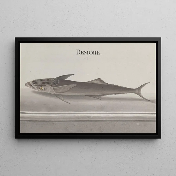 Naturgeschichte von Saint-Domingue Pl103 - René de Rabi — gerahmtes Bild an der Wand