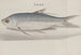 Histoire naturelle de Saint-Domingue, Pl. 105 - René de Rabi — Ansicht des Kunstwerks