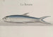 Naturgeschichte von Saint-Domingue, Pl110 - René de Rabi — Ansicht des Kunstwerks