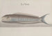 Naturgeschichte von Saint-Domingue Pl112 - René de Rabi — Ansicht des Kunstwerks