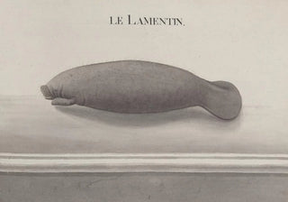 Ren de Rabi - Natural history of Saint Domingue Pl116.webp