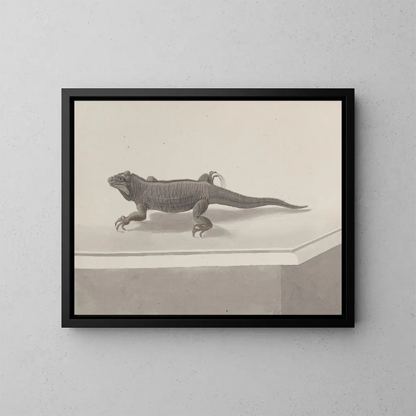 Naturgeschichte von Saint-Domingue Pl119 - René de Rabi — gerahmtes Bild an der Wand