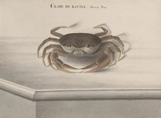 Ren de Rabi - Natural history of Saint Domingue Pl121.webp