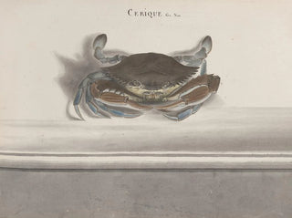Ren de Rabi - Natural history of Saint Domingue Pl126.webp