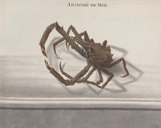 Ren de Rabi - Natural history of Saint Domingue Pl128.webp