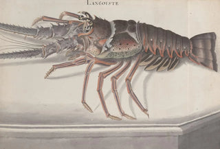 Ren de Rabi - Natural history of Saint Domingue Pl133.webp