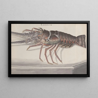 Ren de Rabi - Natural history of Saint Domingue Pl133.webp