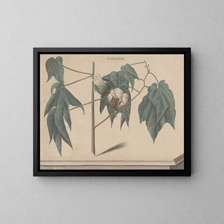 Ren de Rabi - Natural history of Saint Domingue Pl135.webp