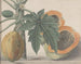 Naturgeschichte von Saint-Domingue Pl141 - René de Rabi — Ansicht des Kunstwerks