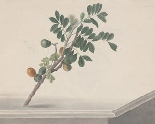Ren de Rabi - Natural history of Saint Domingue Pl143.webp