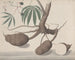 Naturgeschichte von Saint-Domingue Pl147 - René de Rabi — Ansicht des Kunstwerks