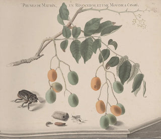 Ren de Rabi - Natural history of Saint Domingue Pl158.webp