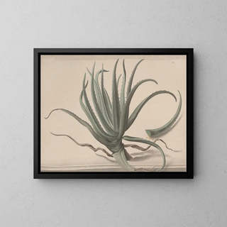 Ren de Rabi - Natural history of Saint Domingue Pl163.webp