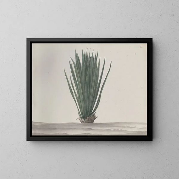 Histoire naturelle de Saint-Domingue Pl192 - René de Rabi — gerahmtes Bild an der Wand