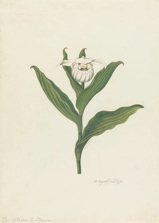 Robert Blyth - Ladys Slipper Cypripedium Canadense Calceolus Maria.webp