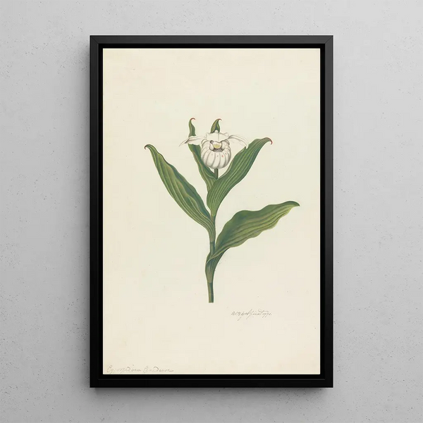 Sabot de Vénus Cypripedium Canadense Calceolus Maria - Robert Blyth — gerahmtes Bild an der Wand
