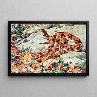 Robert Bruce Horsfall - Copperhead And Coral Snake.webp