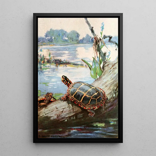 Die bemalte Schildkröte - Robert Bruce Horsfall — gerahmtes Bild an der Wand