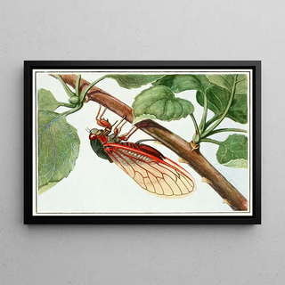 Robert Evans Snodgrass - Periodical Cicada.webp