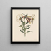 Lys japonais - Robert Havell — gerahmtes Bild an der Wand
