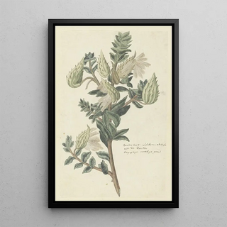 Robert Jacob Gordon - Asclepias cancellata or Gomphocarpus cancellatus Burmf Bruyns Cape or Cotton milkweed.webp