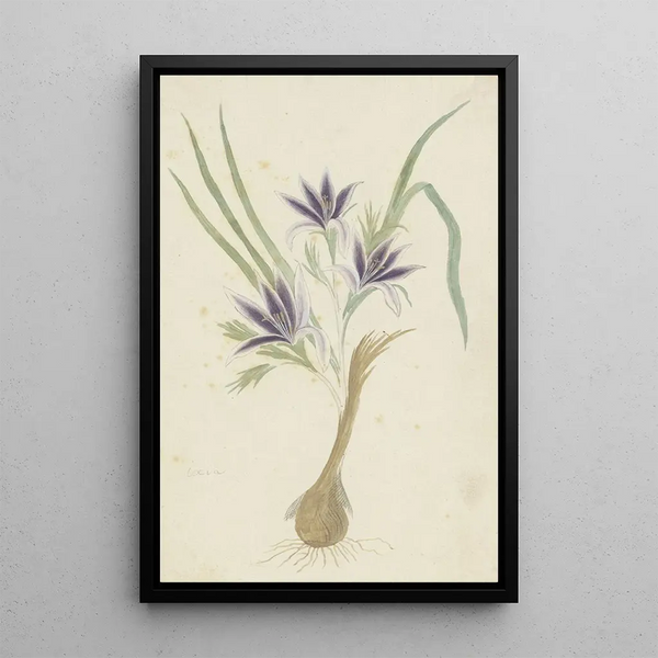 Babiana sambucina Jacq Ker Gawl, Bobbejaantje - Robert Jacob Gordon — gerahmtes Bild an der Wand