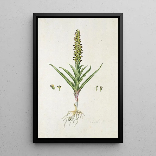 Corycium orobanchoides Lf Swartz - Robert Jacob Gordon — gerahmtes Bild an der Wand