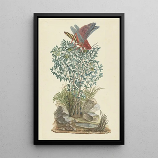 Robert Jacob Gordon - Dictyophorus spumans Koppie foam grasshopper perhched on a Zygophyllum sp Caper bean.webp