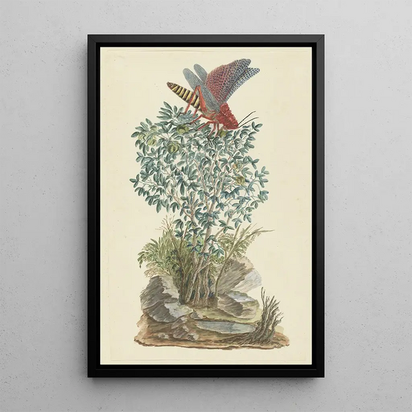 Dictyophorus spumans, springende Heuschrecke auf einem Zygophyllum sp, Kapernbohne - Robert Jacob Gordon — gerahmtes Bild an der Wand