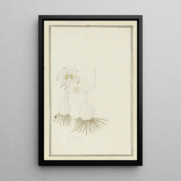 Gethyllis sp, Kukumakranka - Robert Jacob Gordon — gerahmtes Bild an der Wand