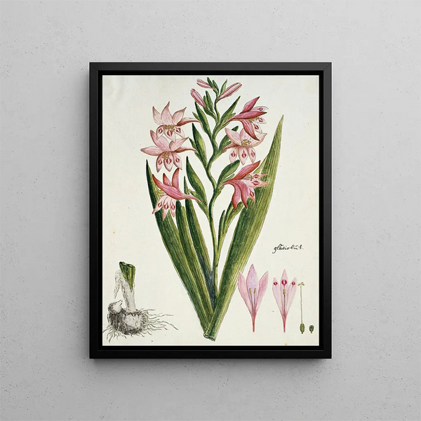 Gladiolus carneus D. Delarochev Belle-dame - Robert Jacob Gordon — gerahmtes Bild an der Wand