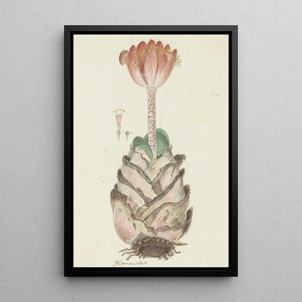 Haemanthus coccineus L Blume des Blutes Bloedblom - Robert Jacob Gordon — gerahmtes Bild an der Wand