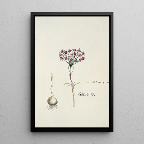 Hessea cinnamomea LHrit Durand Schinz lys parapluie - Robert Jacob Gordon — gerahmtes Bild an der Wand