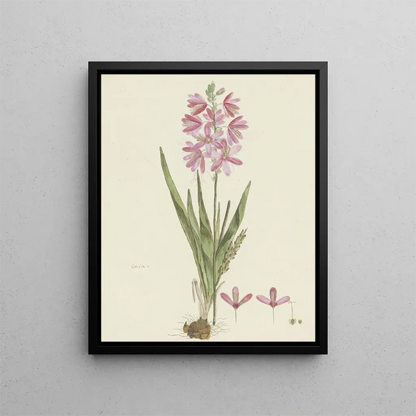 Robert Jacob Gordon - Ixia patens Aiton.webp