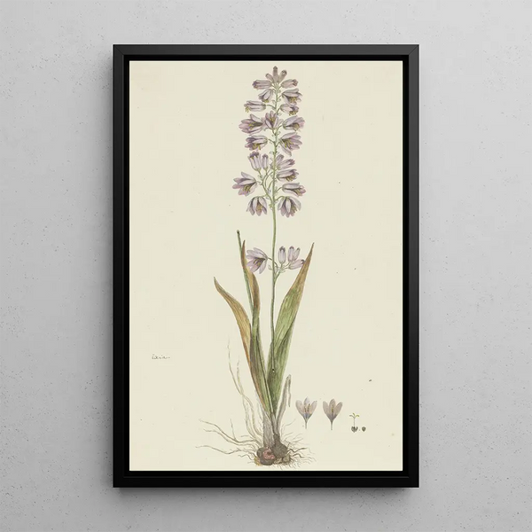 Ixia polystachya L Lis de maïs - Robert Jacob Gordon — gerahmtes Bild an der Wand