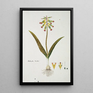 Robert Jacob Gordon - Lachenalia aloides Lf Engl var aloides Opal flowers.webp