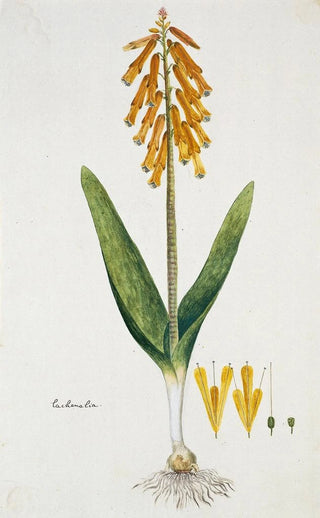 Robert Jacob Gordon - Lachenalia aloides Lf Engl var aurea Opal flower.webp