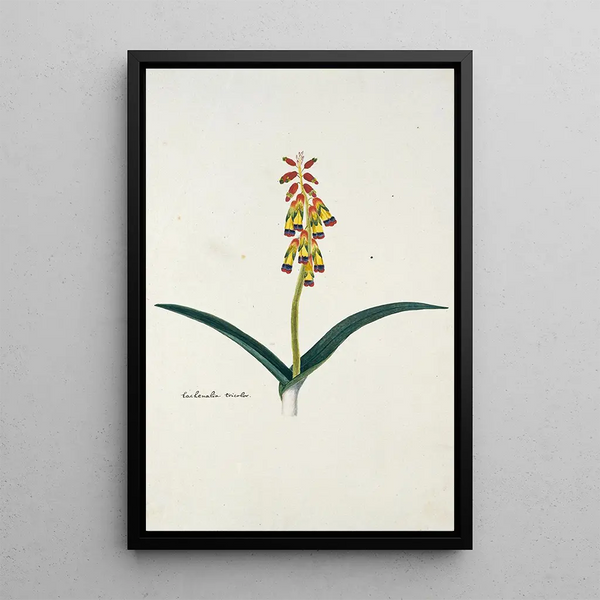 Lachenalia aloides Lf Engl var quadricolor - Robert Jacob Gordon — gerahmtes Bild an der Wand