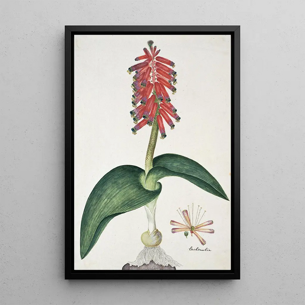 Lachenalia bulbifera Cirillo Engl - Robert Jacob Gordon — gerahmtes Bild an der Wand