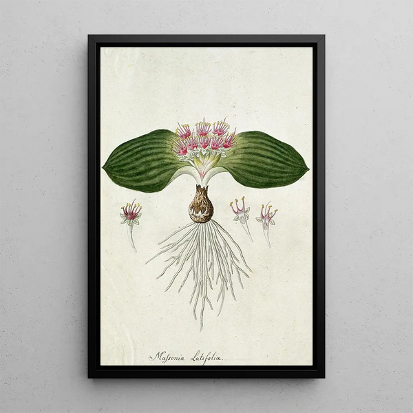 Massonia depressa Houtt - Robert Jacob Gordon — gerahmtes Bild an der Wand